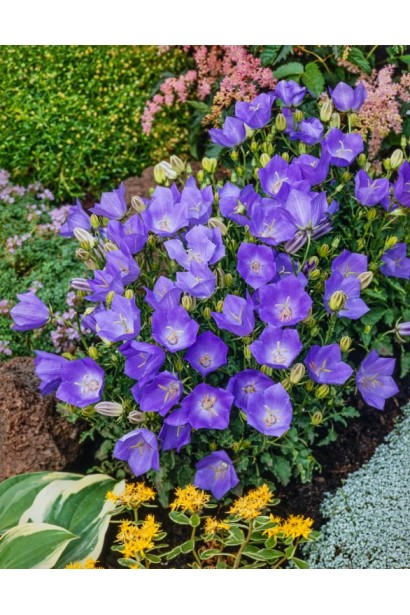 Дзвіночки карпатські Мікс сині